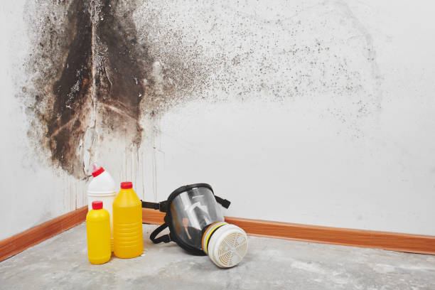 Best Crawl Space Mold Remediation in Saxapahaw, NC