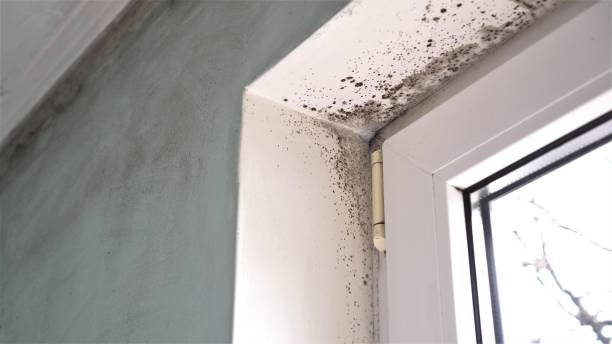 Best Black Mold Remediation in Saxapahaw, NC